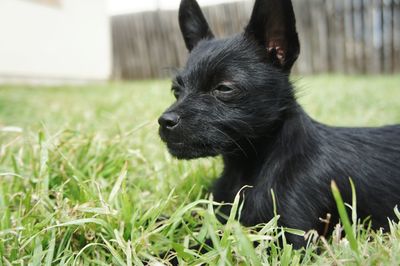 Black dog looking away on field