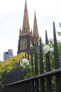 Close-up of flowers against built structure