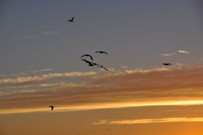 Low angle view of silhouette birds flying against sky during sunset