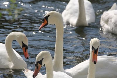 Close-up of swans floating on water