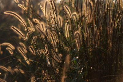 Close-up of stalks in field