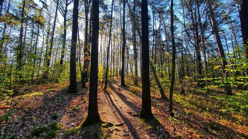 Trees in forest