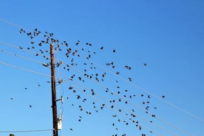 Low angle view of birds flying against clear blue sky