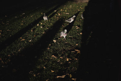 View of birds on field