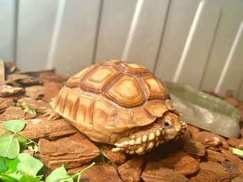 Close-up of a turtle