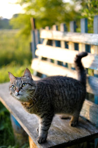 Portrait of a cat