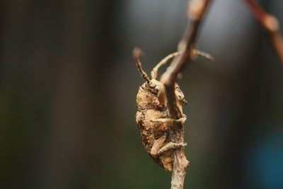Close-up of insect on plant