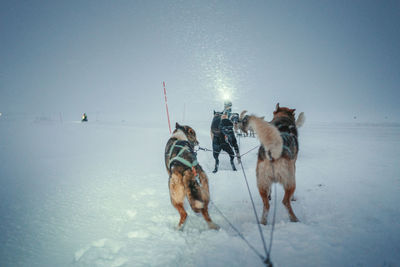 Horse standing on snow