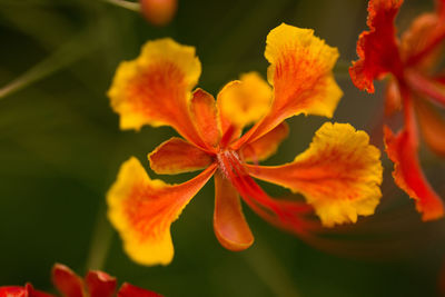 Close-up of orange flowering plant