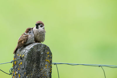 Isolated sparrow mother with chick