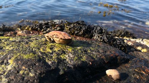 High angle view of shells on rock at shore