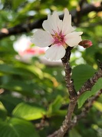 Close-up of white cherry blossom tree