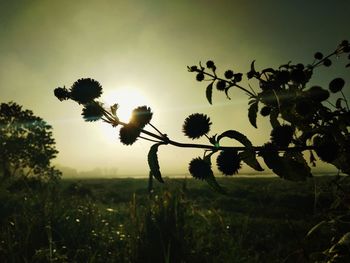 Close-up of plants against sky