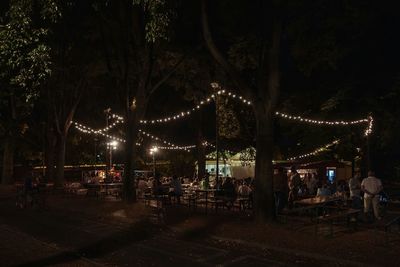 Illuminated trees at night