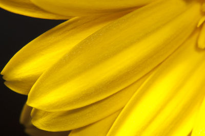 Full frame shot of yellow flower