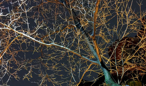 Low angle view of bare trees at night