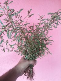 Close-up of hand holding pink flowers against wall