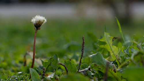 Close-up of white dandelion flower on field