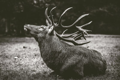 Black and white deer