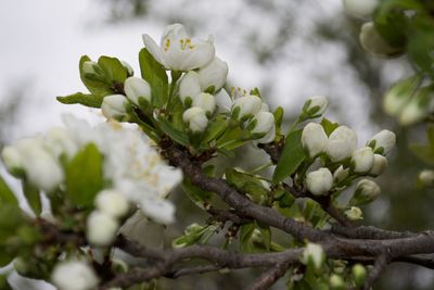 Close-up of tree branch