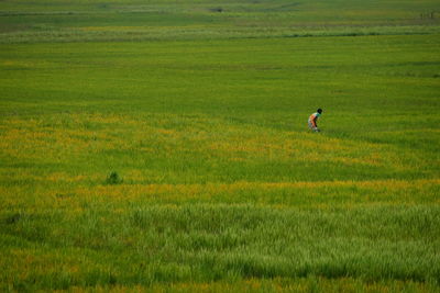 Scenic view of grassy field