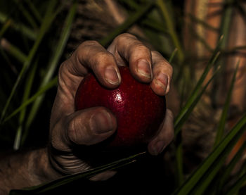 Close-up of hand holding strawberry