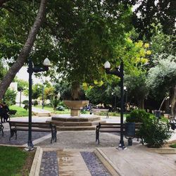 Bench against trees