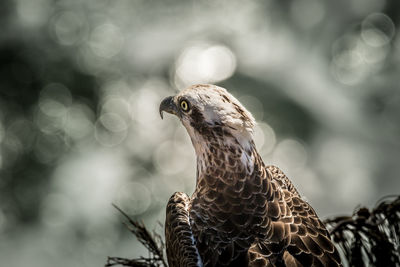 Osprey perching on tree