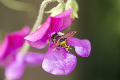 Close-up of bee pollinating on purple flower