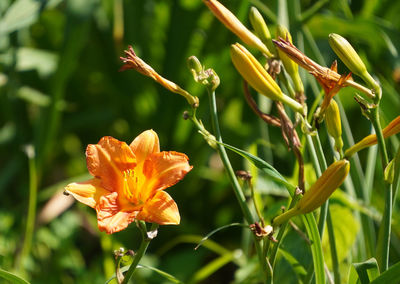 plant
