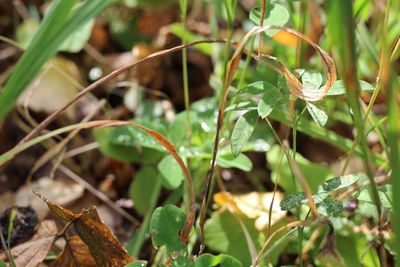 Close-up of plant growing on field