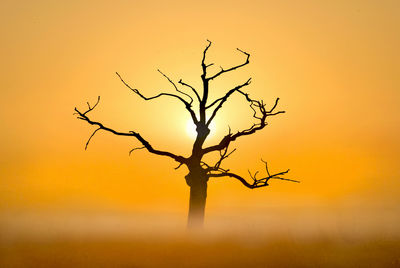 Silhouette bare tree against sky during sunset