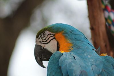 Close-up of a parrot