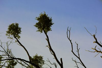 Low angle view of trees against clear sky