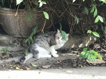 Close-up of cat sitting outdoors