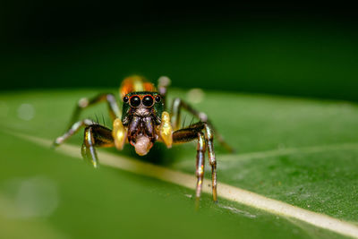 Close-up of spider