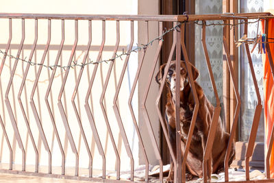 Close-up of dog in cage