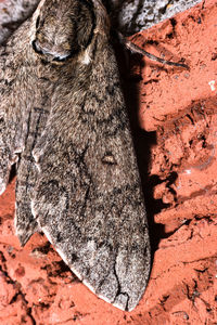 Close-up of lizard on tree trunk