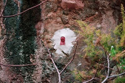 Man standing in forest