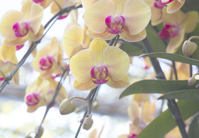 Close-up of pink orchid flowers