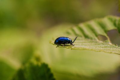 Close-up of housefly