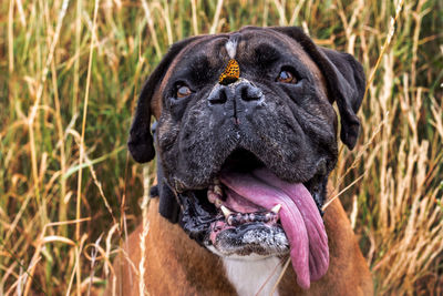 Close-up of a dog with a butterfly on its nose