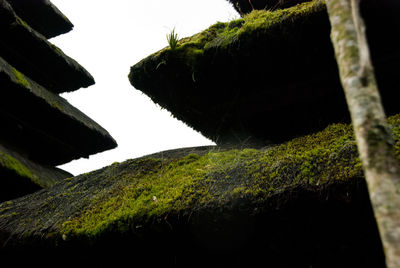 Moss growing on rocks