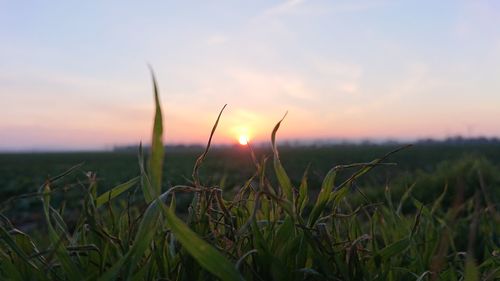 Close-up of grass on field against sky during sunset