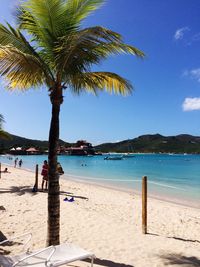 Palm trees on beach