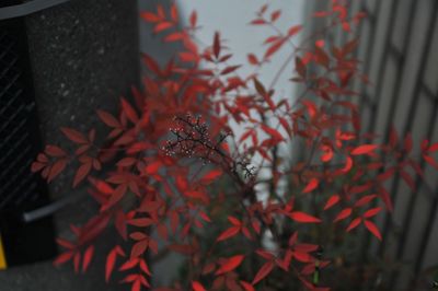 Close-up of maple leaves during autumn