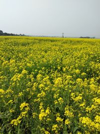 Scenic view of oilseed rape field against sky