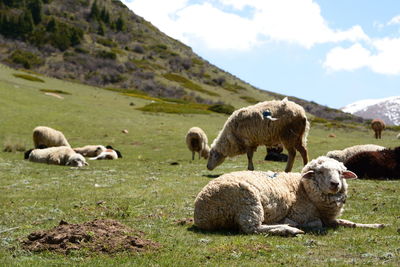 Sheep on field