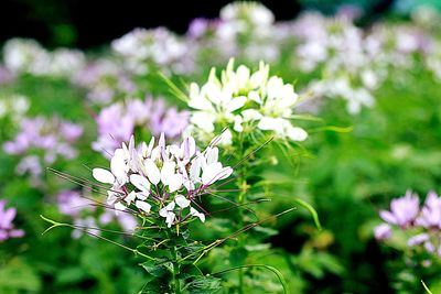 Close-up of flowers blooming outdoors