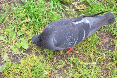 High angle view of bird on field